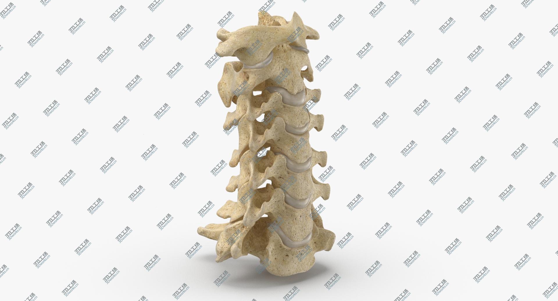 images/goods_img/2021040163/Real Human Neck Cervical Vertebrae C1 to C7 Bones With Intervertibral Disks 01 model/2.jpg
